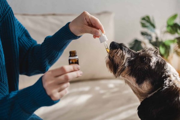 Comment choisir une huile de plante médicinale à son chien?
